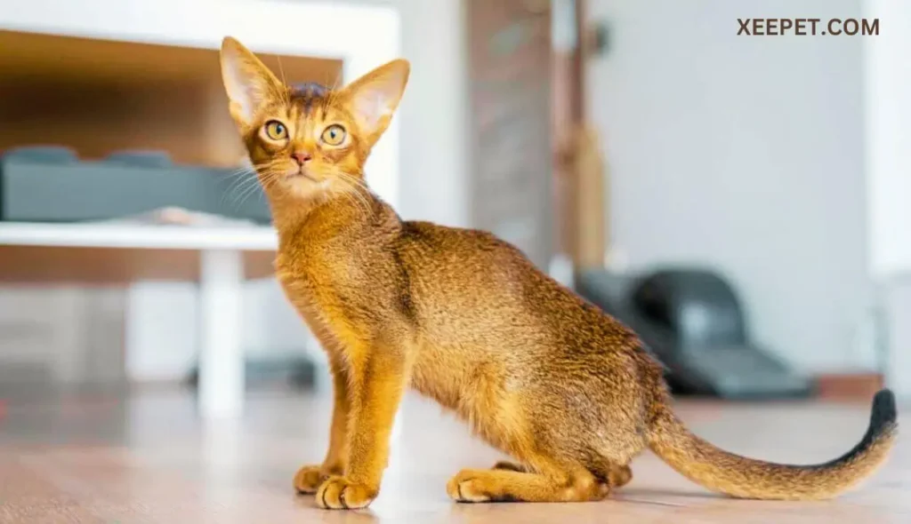 Abyssinian Cat with big nose