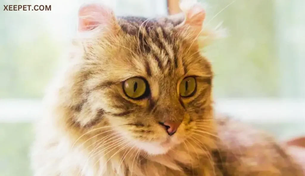 American Curl Cat with big nose