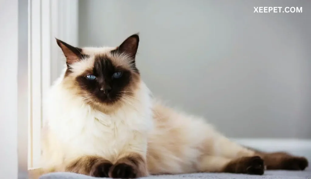 Balinese Cat with big nose