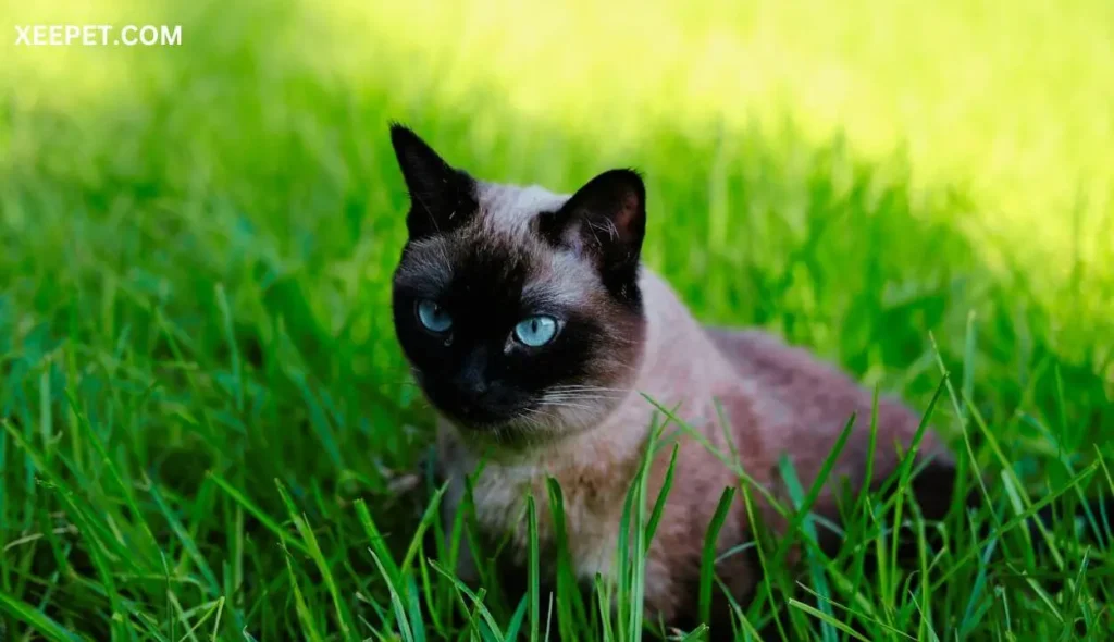 Environmental Factors cross-eyed Siamese cats