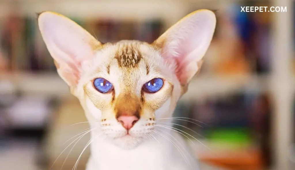 Oriental Shorthair Cat with big nose