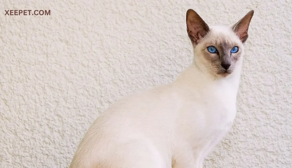 Siamese cat with big nose