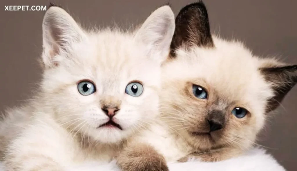 when do siamese cats stop changing color